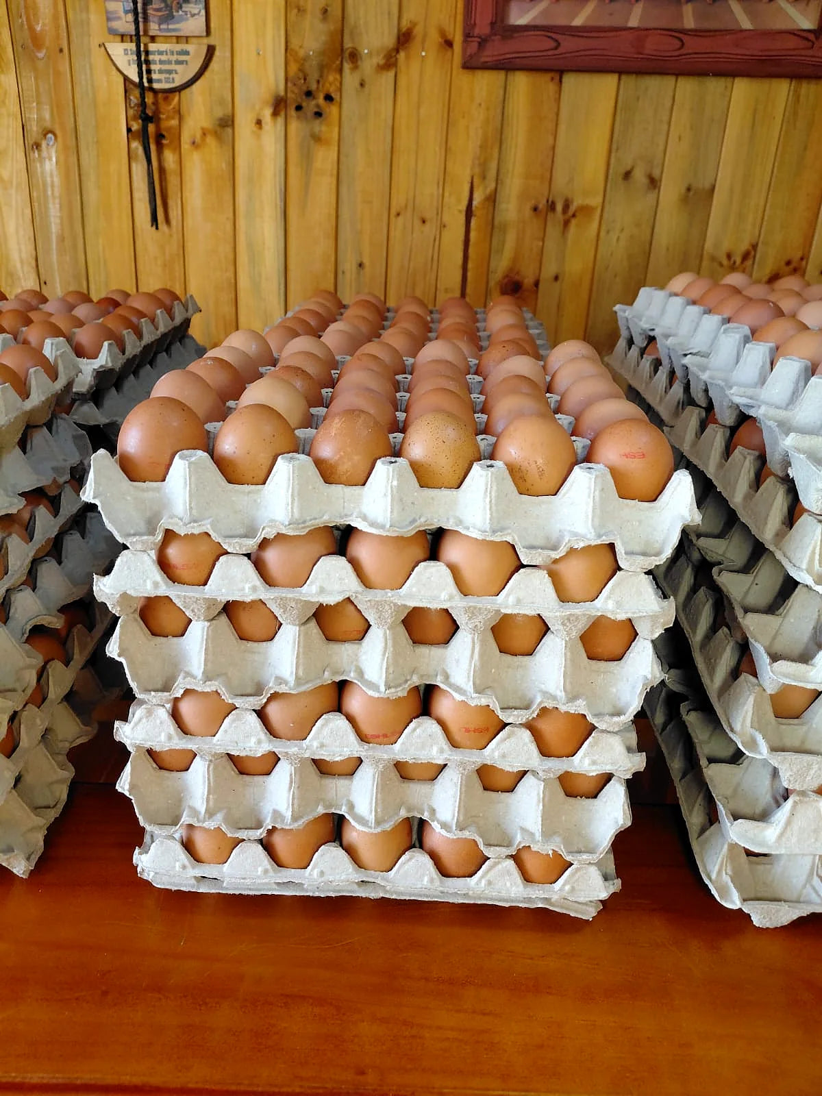 Bandejas de huevos frescos ABASTIK en Copiapó