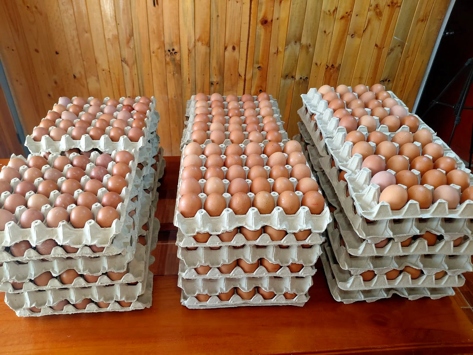 Bandejas de huevos ABASTIK