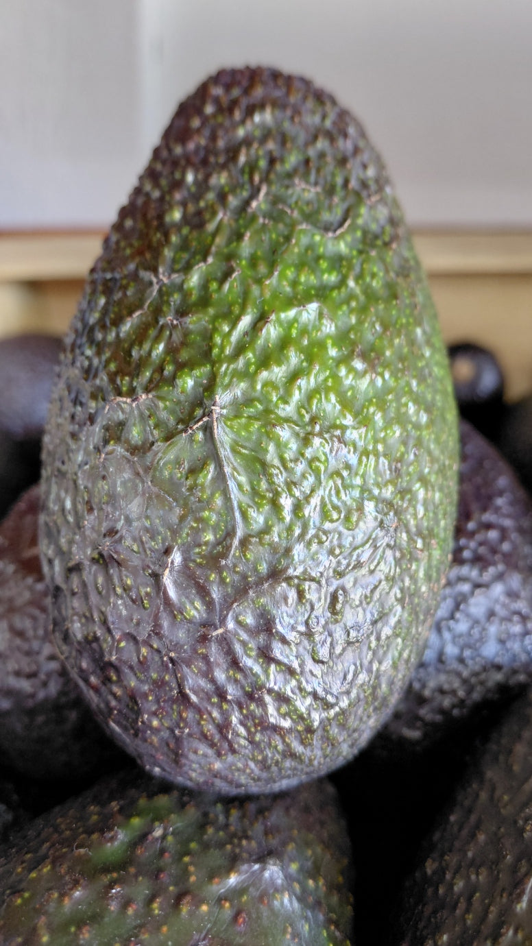 Palta — Venta por Unidad o Formato