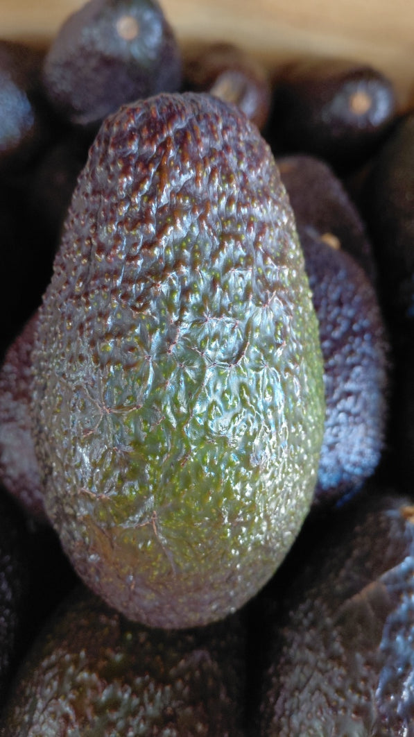 Palta — Venta por Unidad o Formato