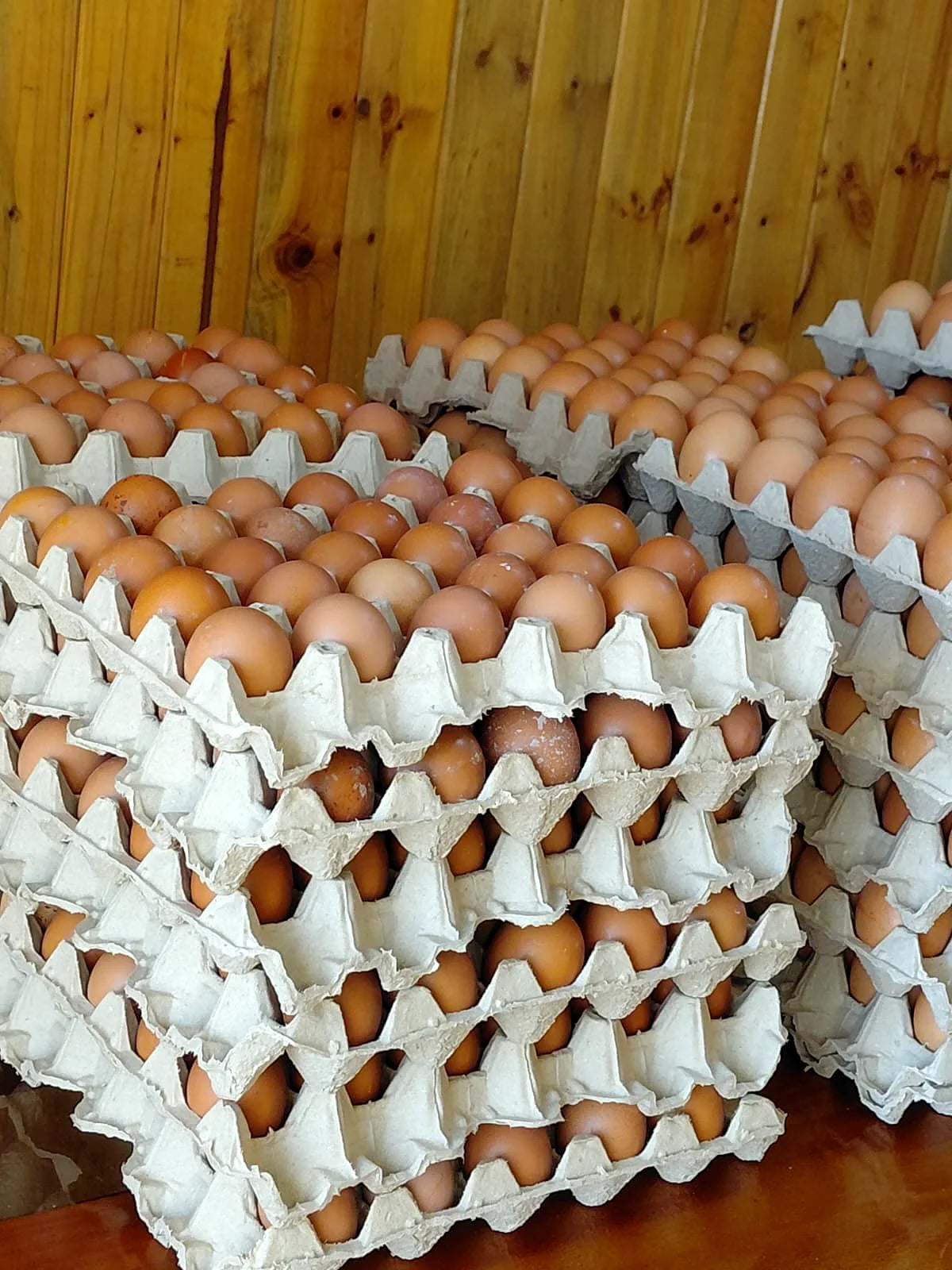 Stock de huevos ABASTIK